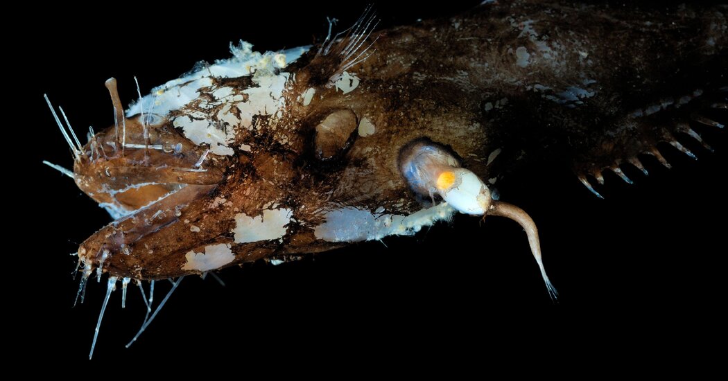 Featured image for Sexual Parasitism Key to Anglerfish Deep-Sea Dominance