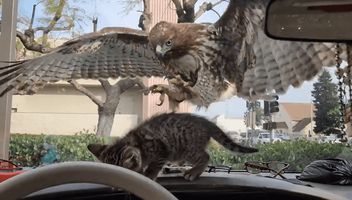 Featured image for "Hawk Mistakes Kitten for Prey on California Car Dashboard"