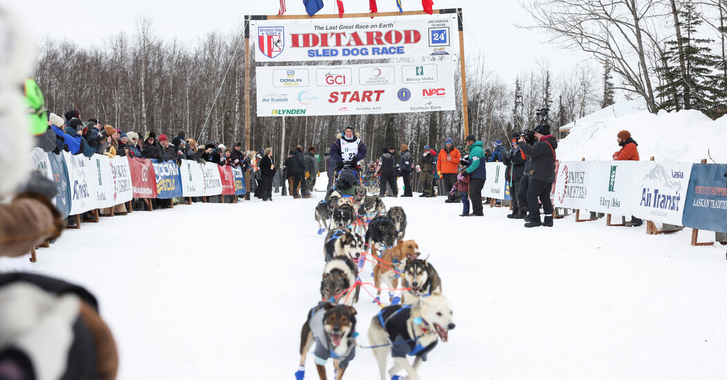 Featured image for Iditarod Champion Defends Dogs, Kills Moose During Race