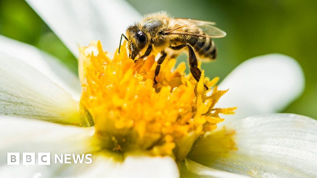 Tech Solutions for Declining Bee Pollination in Agriculture