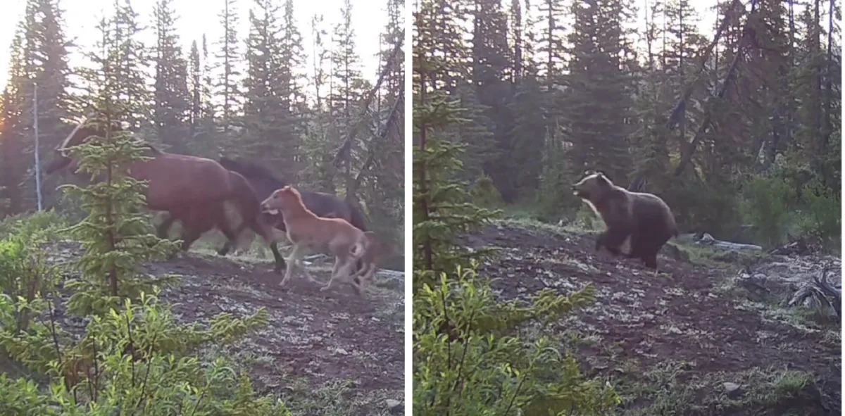 Grizzly Bear Pursues Wild Horses in Alberta's Backcountry