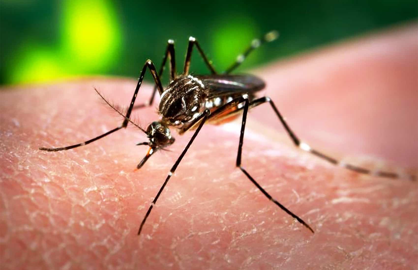 Featured image for CDC Issues Malaria Outbreak Warning for Costa Rica Travel