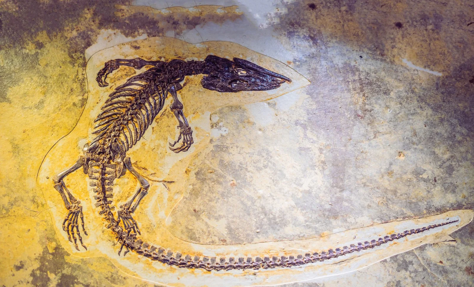 Scientists Find Oldest Fossil in Greenland, Closing Evolutionary Gap by 7 Million Years