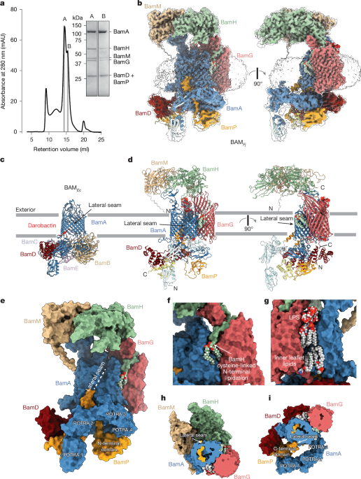 Featured image for Revolutionizing Outer Membrane Protein Formation in Bacteroidota