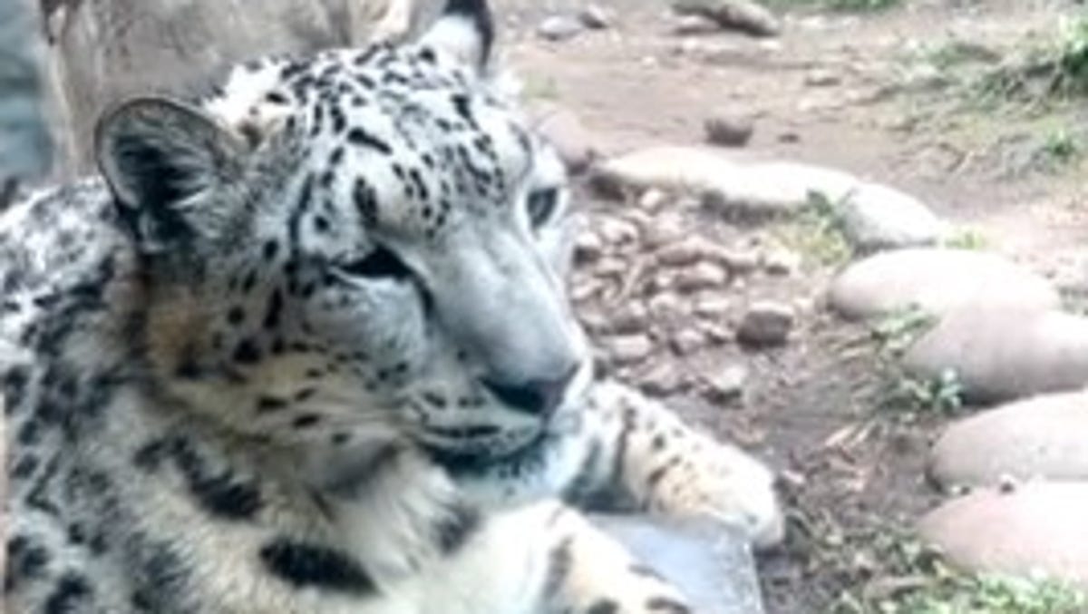 Featured image for Zoos Nationwide Implement Creative Solutions to Keep Animals Cool