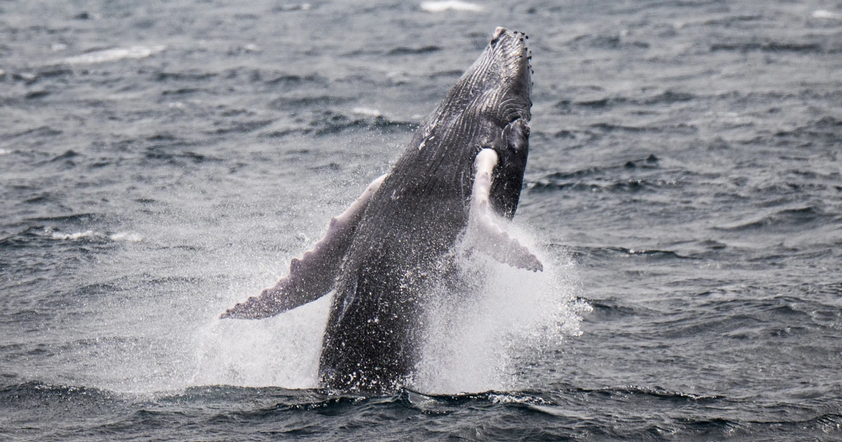 Featured image for Humpback Whale Sets Record with Epic 13,000km Migration for Mating