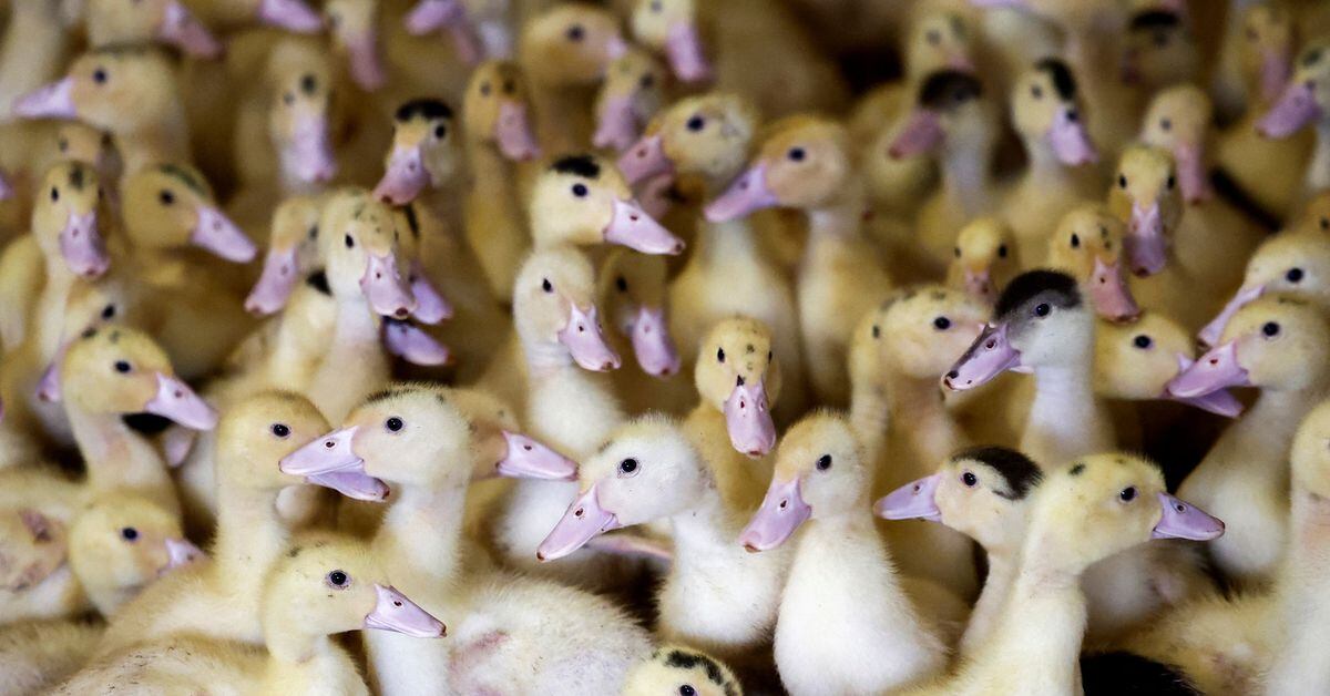 Featured image for Avian flu detected in wild birds for the first time in Brazil.