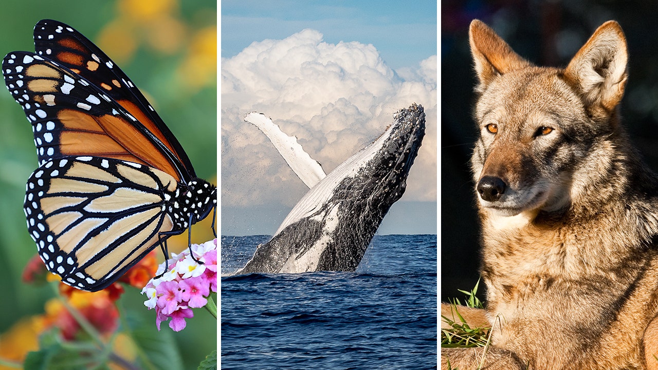 Featured image for Endangered Species: Facts, Events, and Locations.