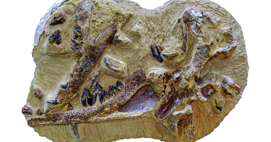 Featured image for "Moby-Dinky: The Ancient Whale Named after King Tut that Defies Size"