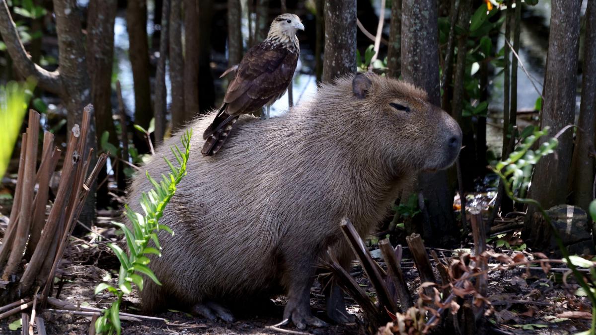 Featured image for Brazilians Sterilize Capybaras Amid Global Admiration
