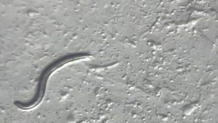 Featured image for "Reviving a 46,000-Year-Old Worm: A Remarkable Scientific Achievement"