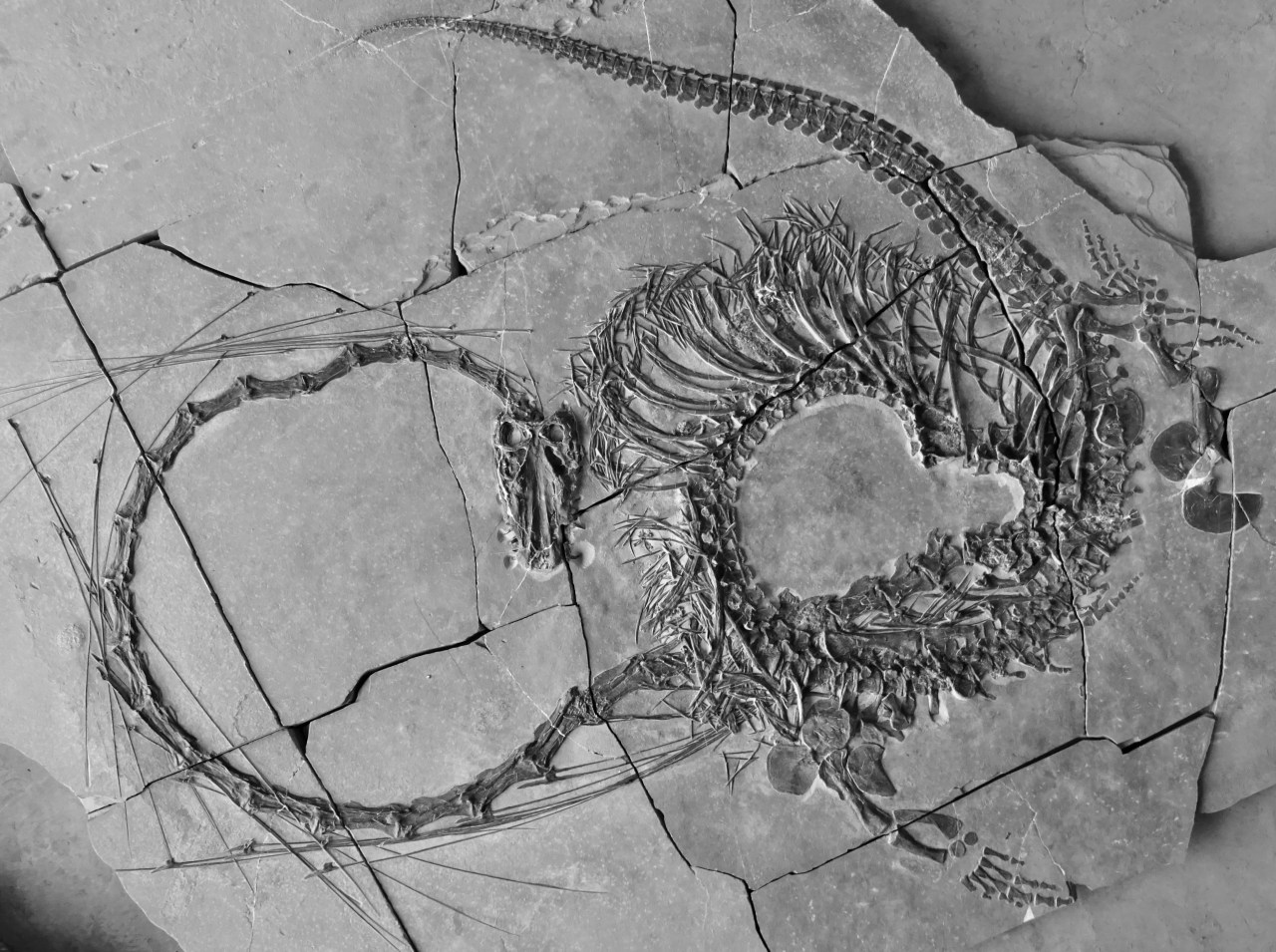 Featured image for "Scientists Uncover 240-Million-Year-Old 'Chinese Dragon' Fossil"