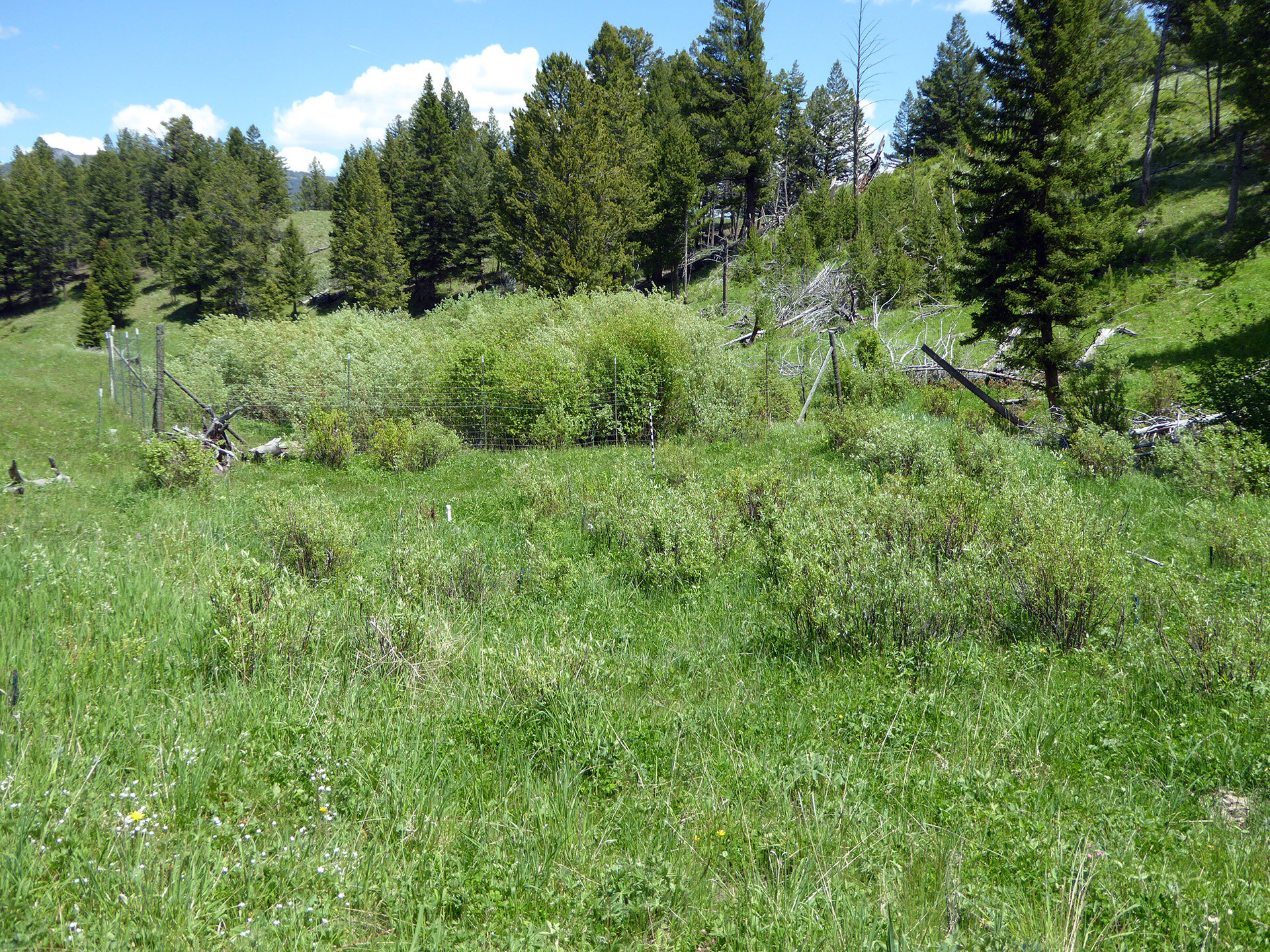 Featured image for "Long-Term Study Shows Apex Predators Not Quick Fix for Ecosystem Restoration"