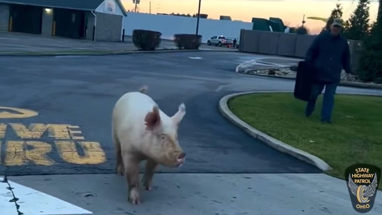 Featured image for "Video Captures Ohio Troopers Corralling Escaped Pig at McDonald's Drive-Thru"