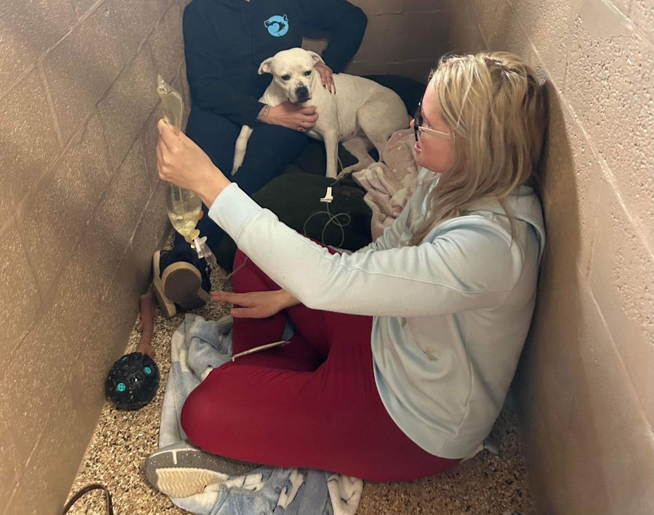 Canine Flu Outbreak at Central PA Shelter Leaves 50 Dogs Sick