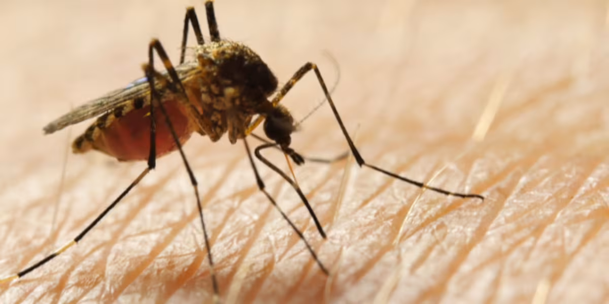West Nile Virus Detected in Cincinnati and Surrounding Areas in 2025