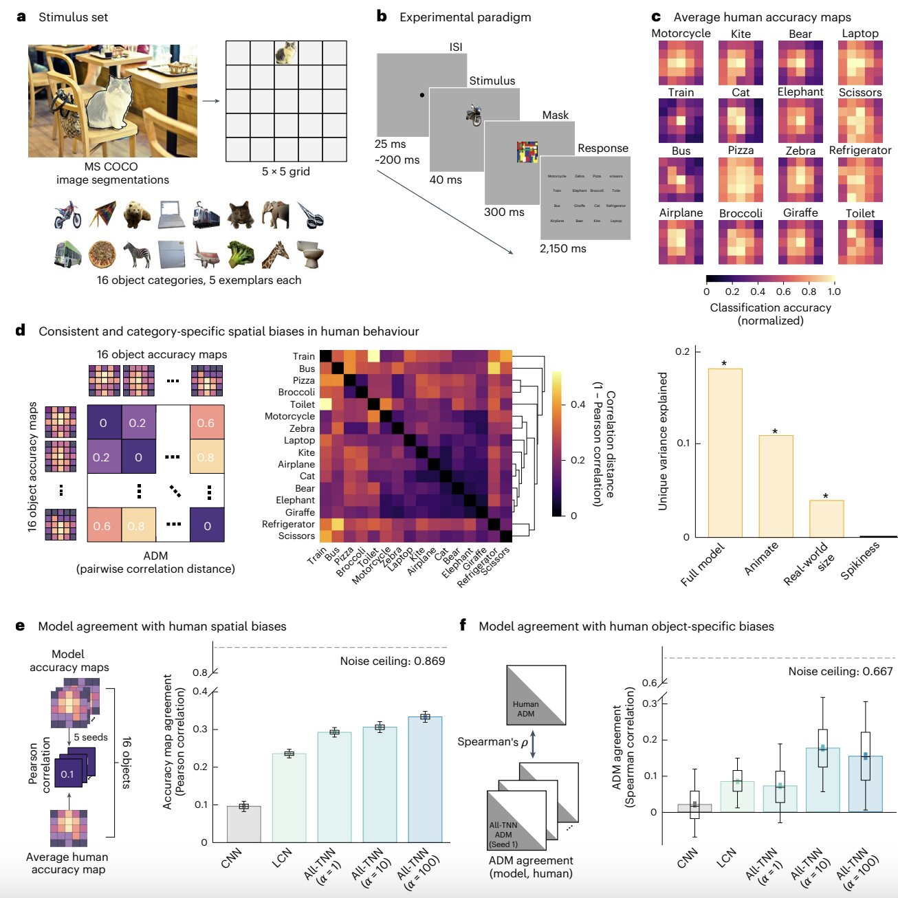 Featured image for Topographic Neural Networks Better Mimic Human Vision