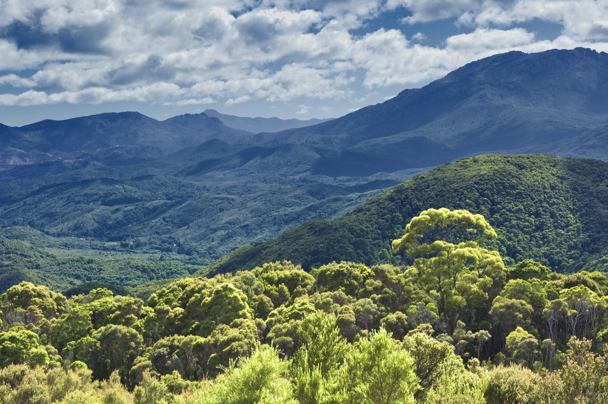 "Unlocking the Healing Power of Australian Rainforest Plants: Promising Anti-Neuroinflammatory Compounds Discovered"