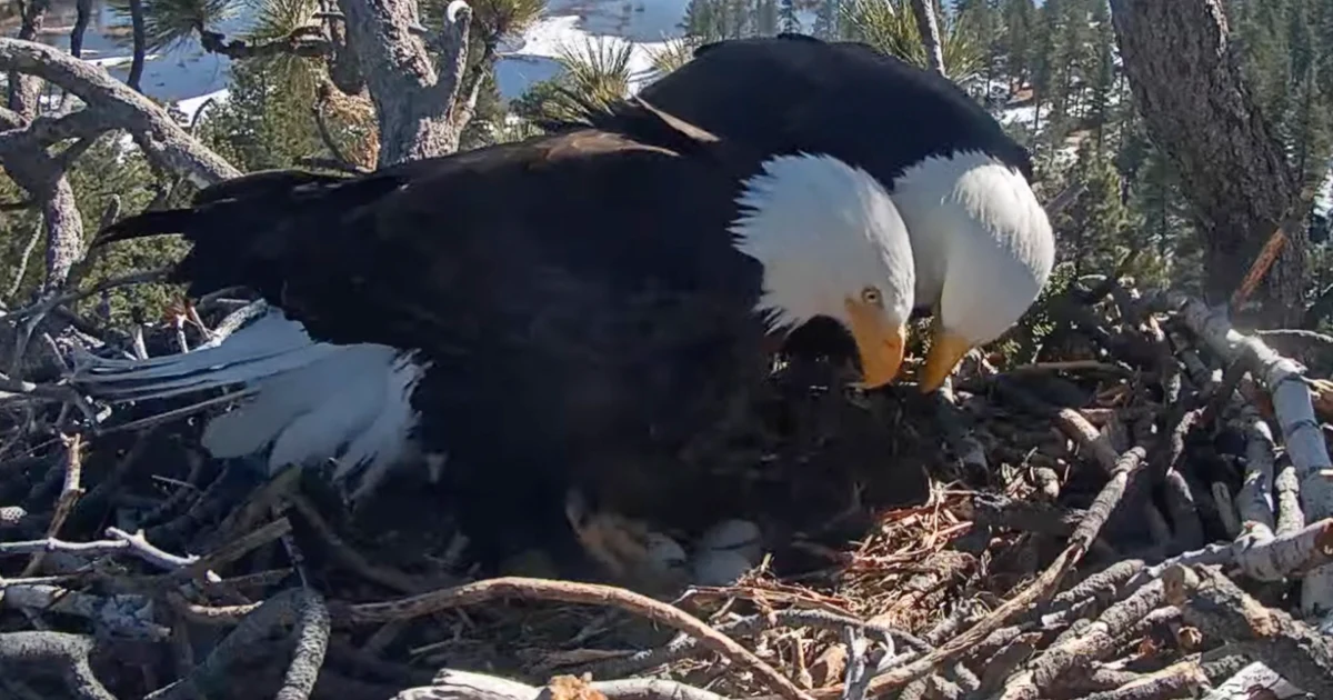 Featured image for "Live Streamed: Bald Eagle Chicks Hatching in Southern California Mountains"