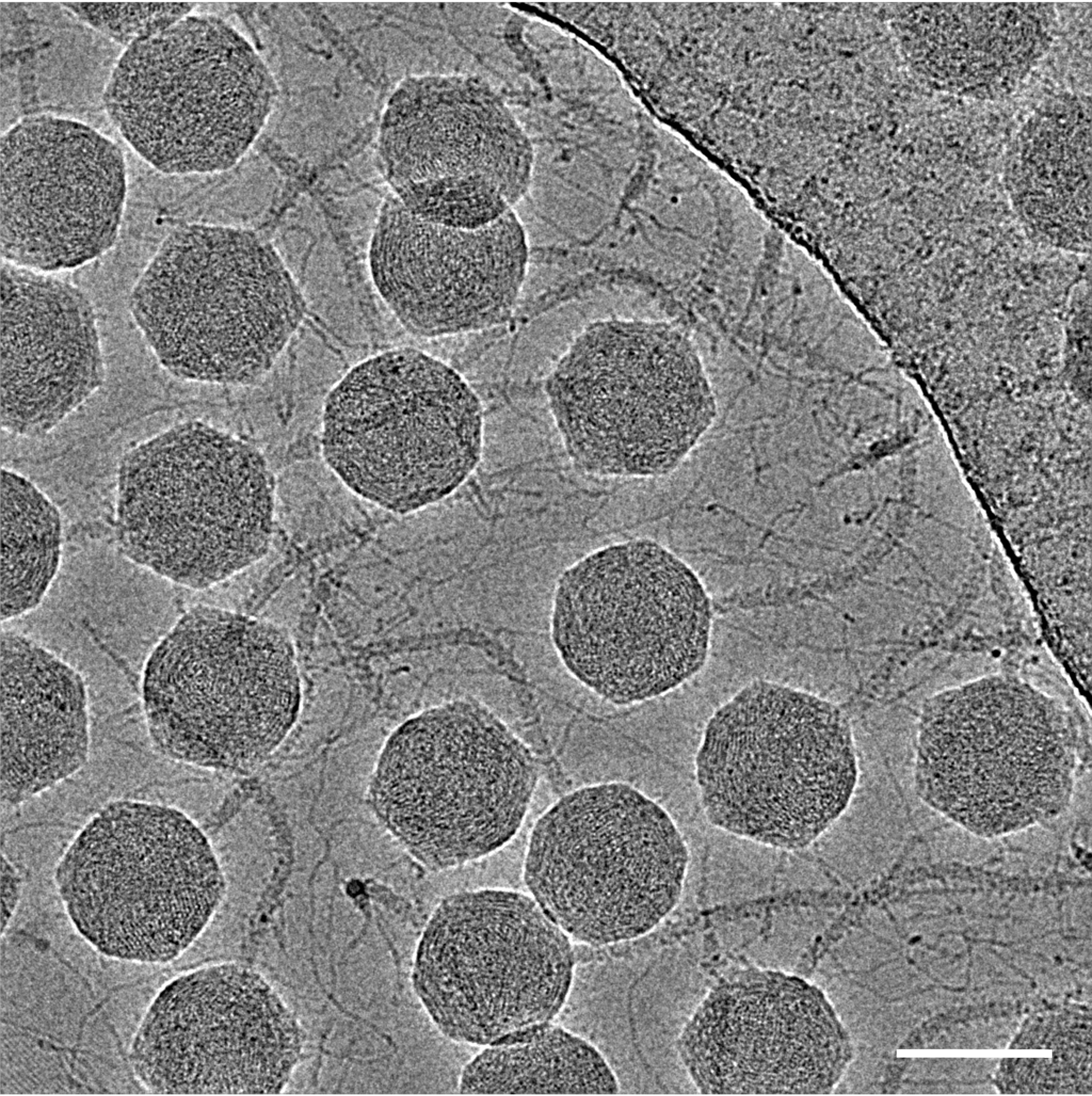 Featured image for Decoding the Intricate Molecular Structure of a Powerful Bacteriophage