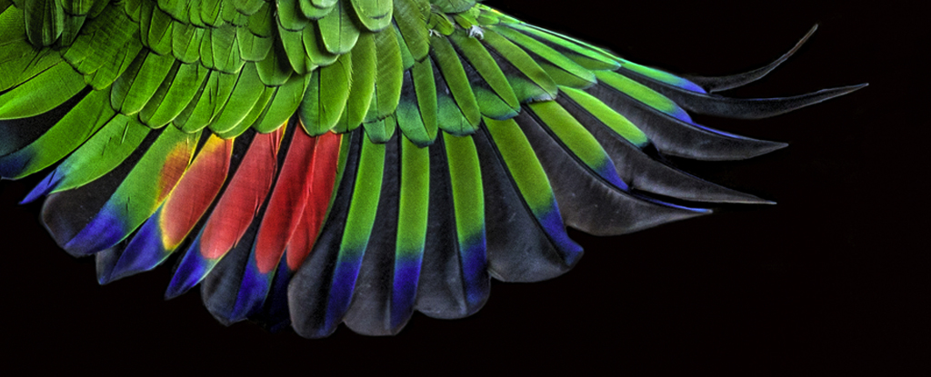Featured image for Uncovering Ancient Patterns in Bird Feathers