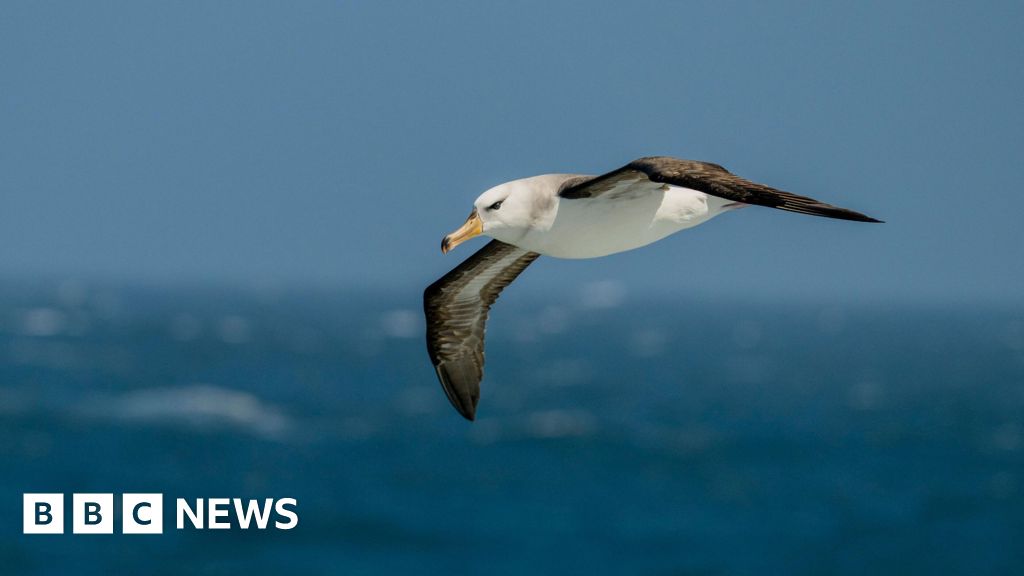 Featured image for Protecting South Africa's Albatross from Deadly Fishing Lines