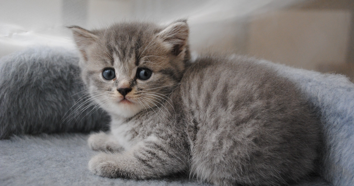 Featured image for Adopted Kitten's First Photoshoot Sparks Baby Fever