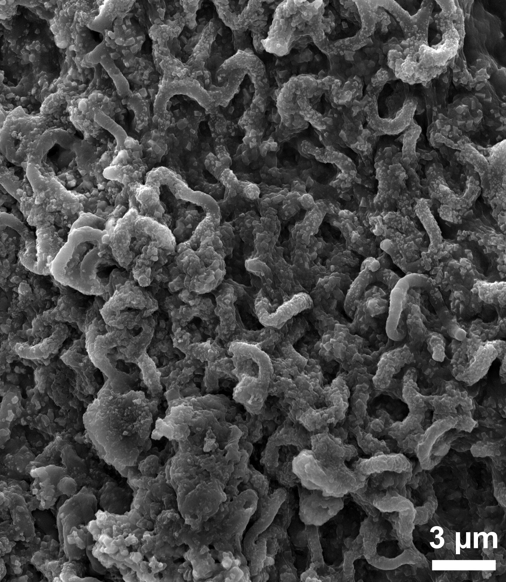 Featured image for "Unveiling Ancient Photosynthesis Secrets in Canadian Lake Bacterium"