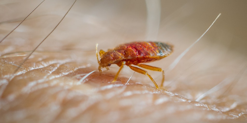 Featured image for "Surprising Cities Among America's Worst for Bed Bugs, Orkin Reports"