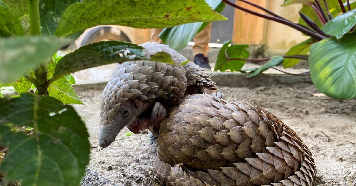 Featured image for Illegal Use of Endangered Animal Parts by Three Chinese Firms Exposed