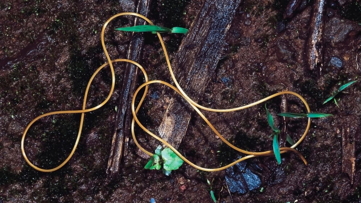 Featured image for Parasitic Worm Manipulates Host's Genes for Mind Control