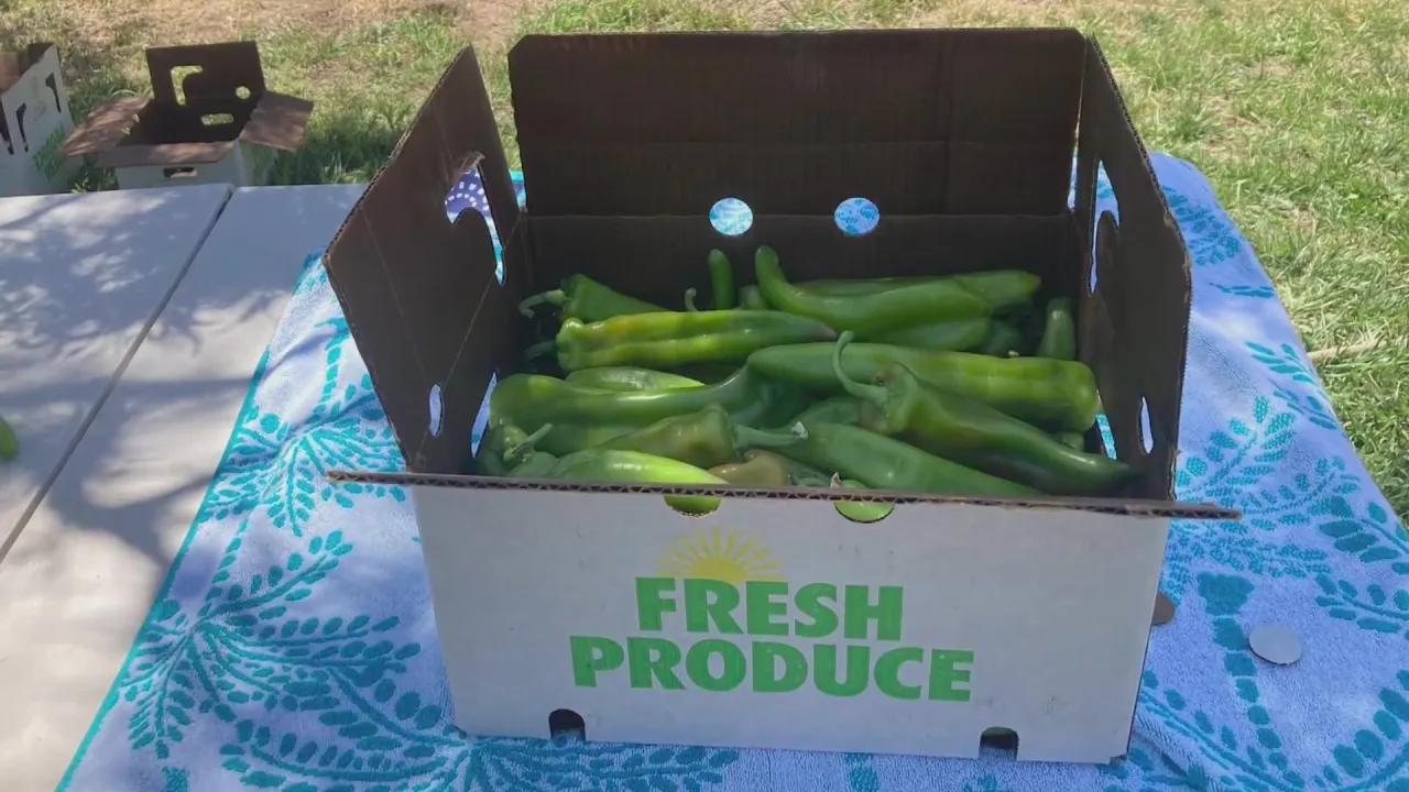 "New Mexico's Spicy Export: Chile Farmer Takes Business Beyond State Borders"