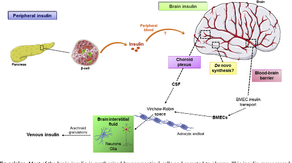 The Impact of Glucose Levels on Cognitive Function in Diabetes