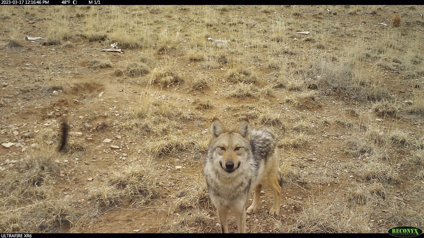 Featured image for "Endangered Mexican Wolf Safely Captured by US Wildlife Managers"