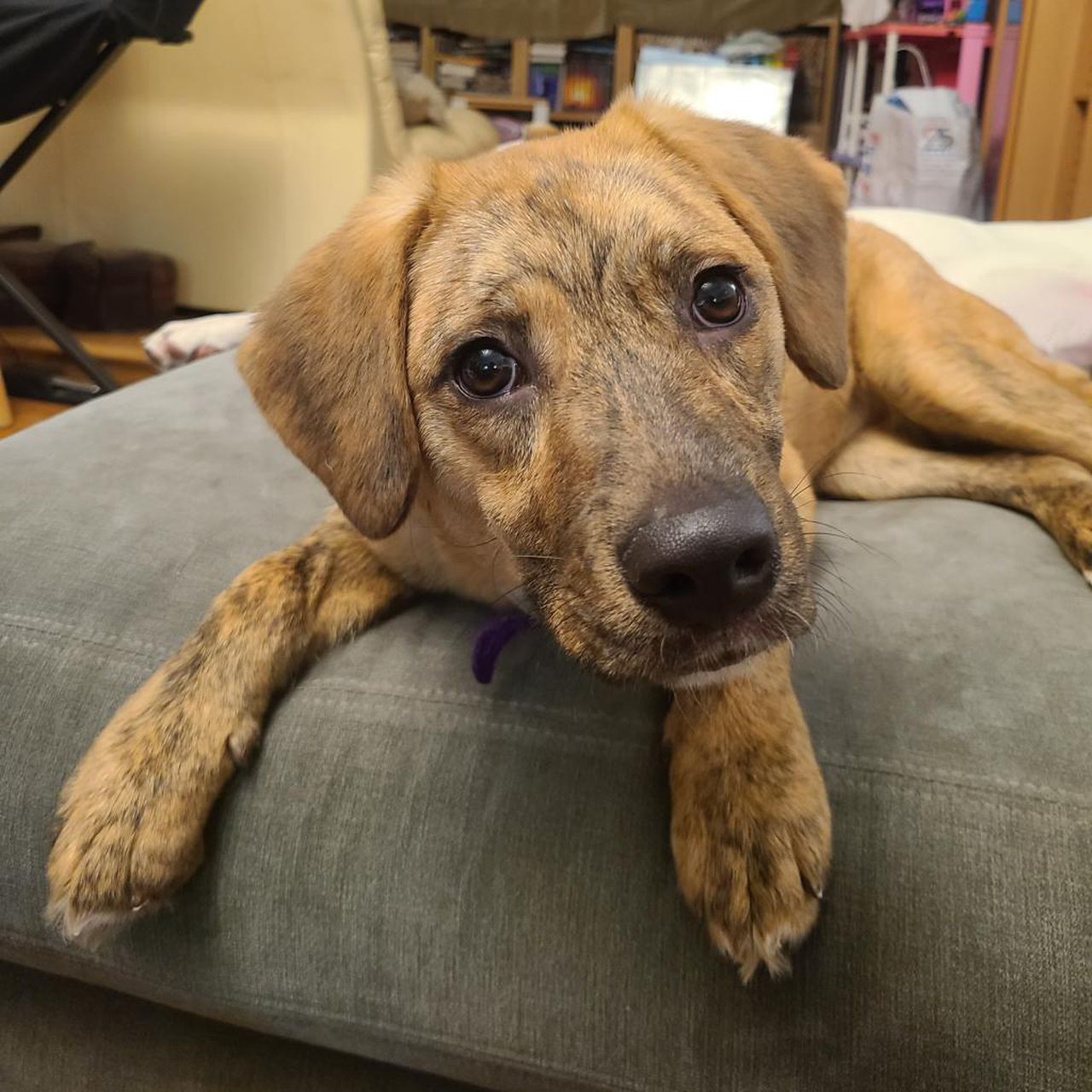 Featured image for Rising Cases of Contagious Parvovirus in Dogs Reported in NYC and DC Area