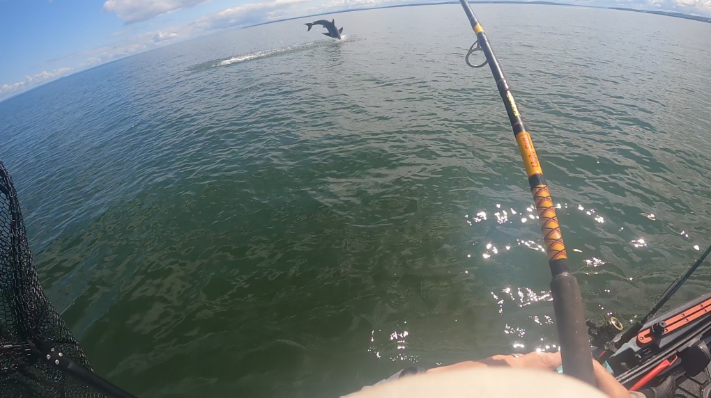 Close Encounters: Nova Scotia Angler Hooks Great White Shark While Fishing