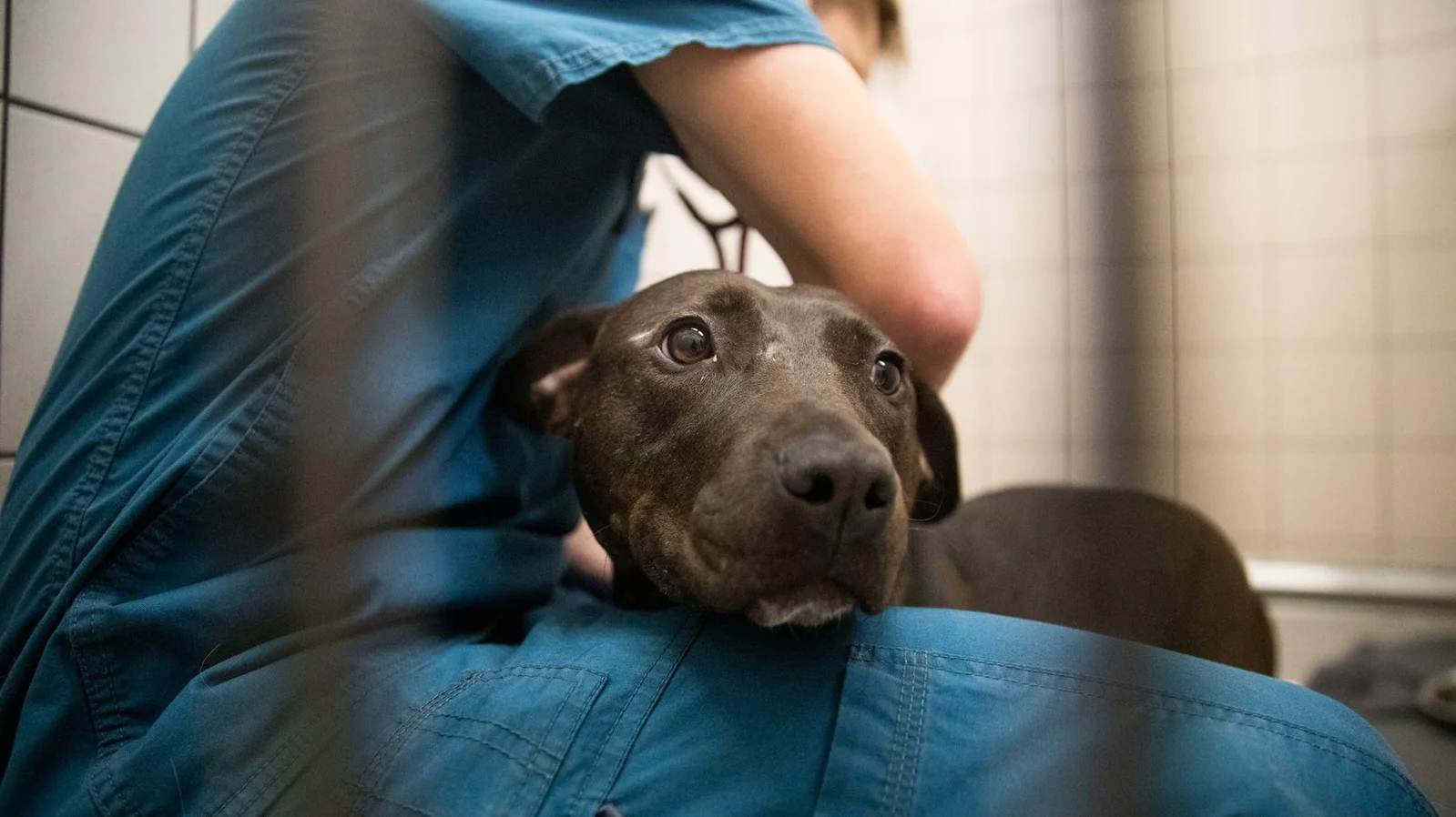 Canine Influenza Outbreak Confirmed in Twin Cities Shelters.