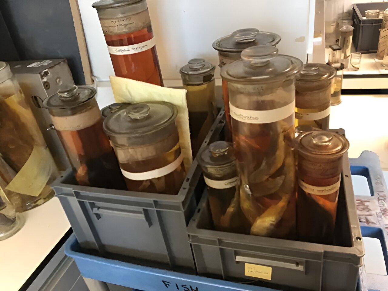 Featured image for DNA Analyses Confirm Survival of Officially Extinct Fish