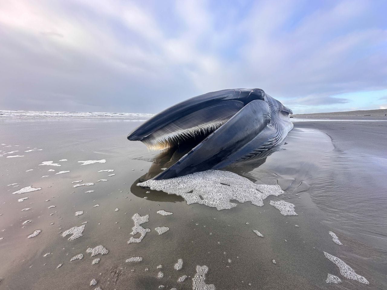 Featured image for "Endangered 46-Foot Whale Washes Up on Oregon Coast, Experts to Monitor Natural Decomposition"