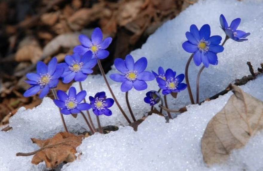 Featured image for Syrian Rebels Seize Capital as Trump Prepares for Presidency