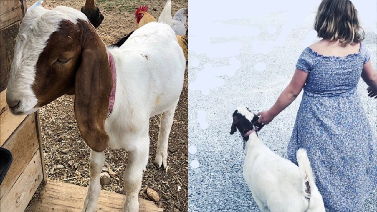 Featured image for Lawsuit filed after California cops travel 500 miles to kill pet goat.