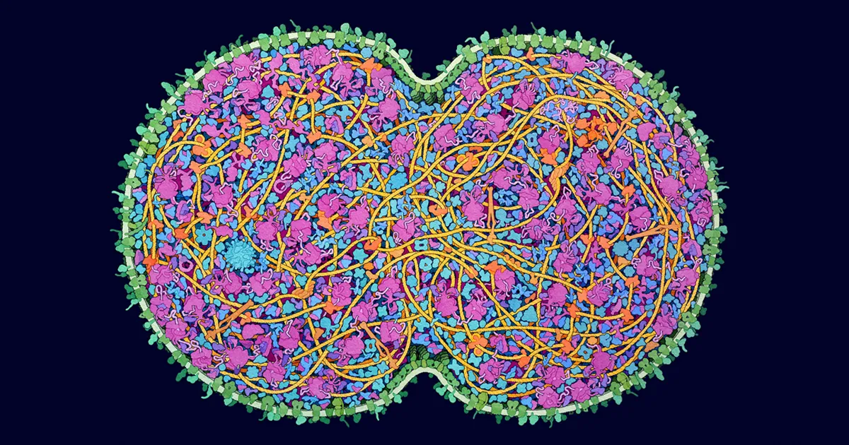Synthetic Life Forms: Evolving with Tiny Genomes