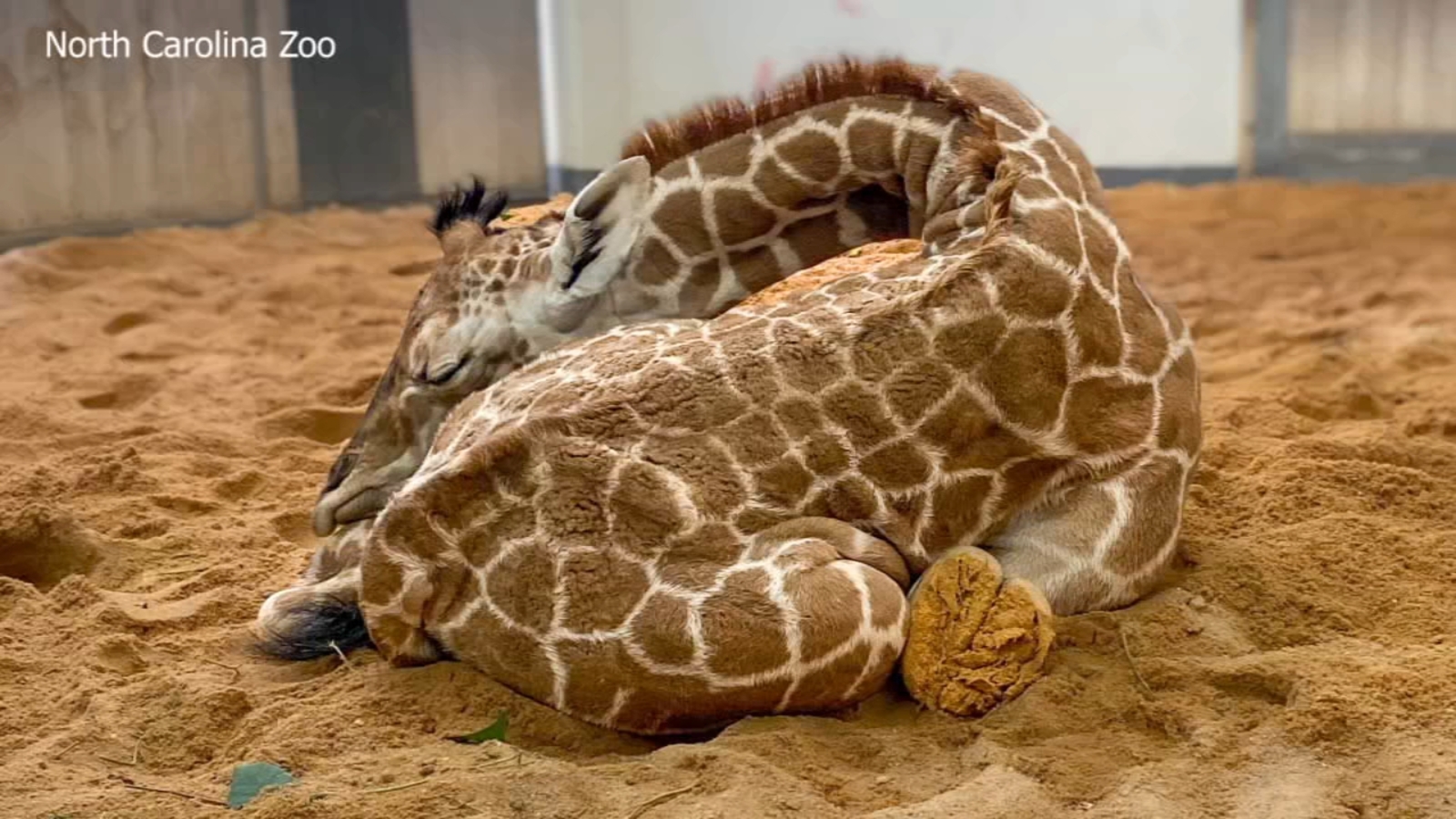 Featured image for Fenn the Giraffe: North Carolina Zoo's Newest Addition Gets a Name.