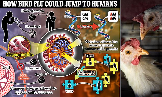 The Looming Threat of a Bird Flu Pandemic.