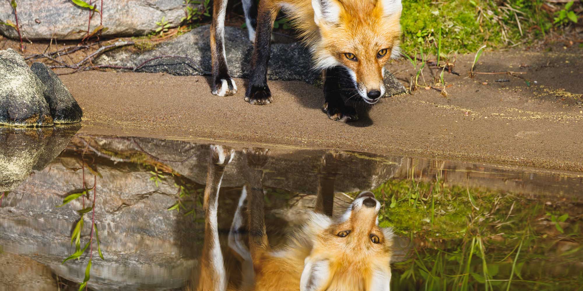 Featured image for Waterfox and Firefox: Navigating AI Integration and User Trust