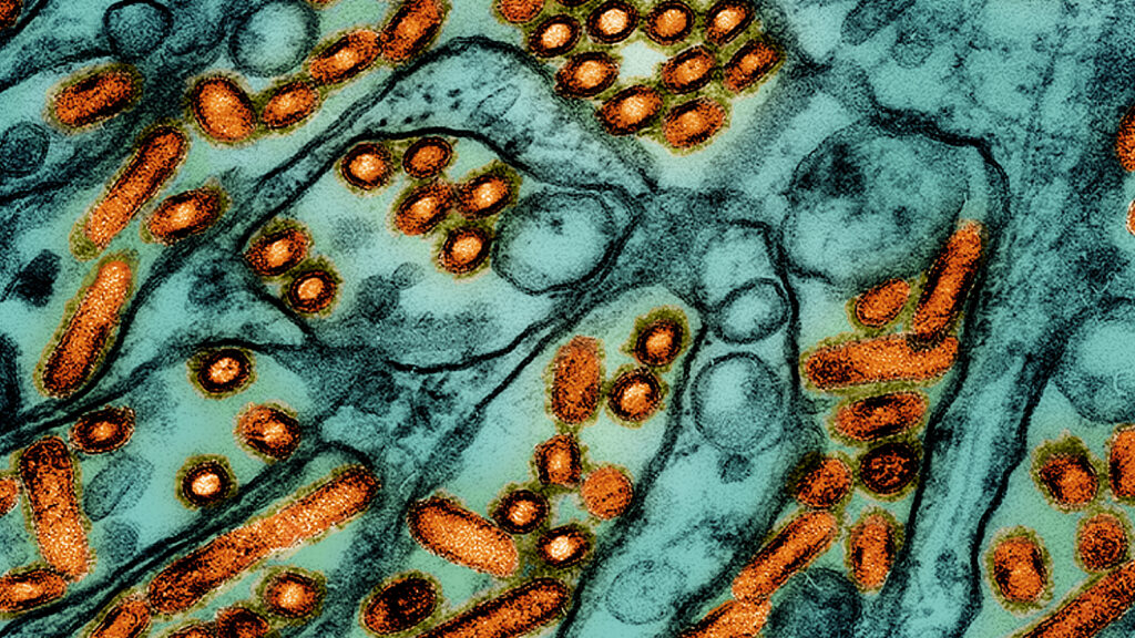 Featured image for "Michigan's Second Human Case of H5N1 Bird Flu Linked to Dairy Cows"