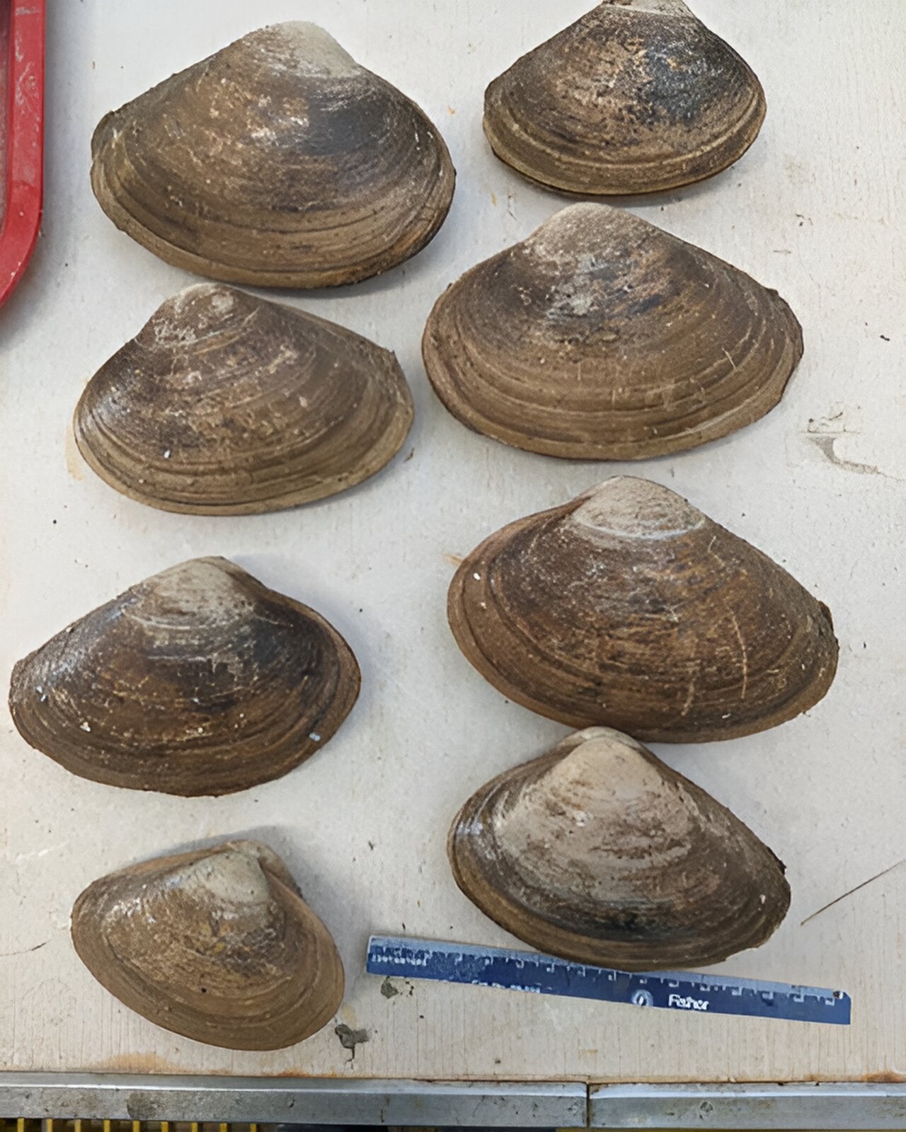 Featured image for "Resurgence of Surf Clams Along Virginia's Coastline"