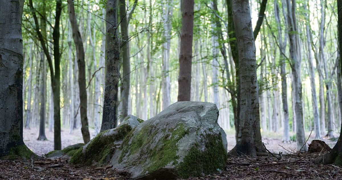 "Uncovering Stonehenge's Origins: Sarsen Analysis Traces Megalith to Little-Known Forest"
