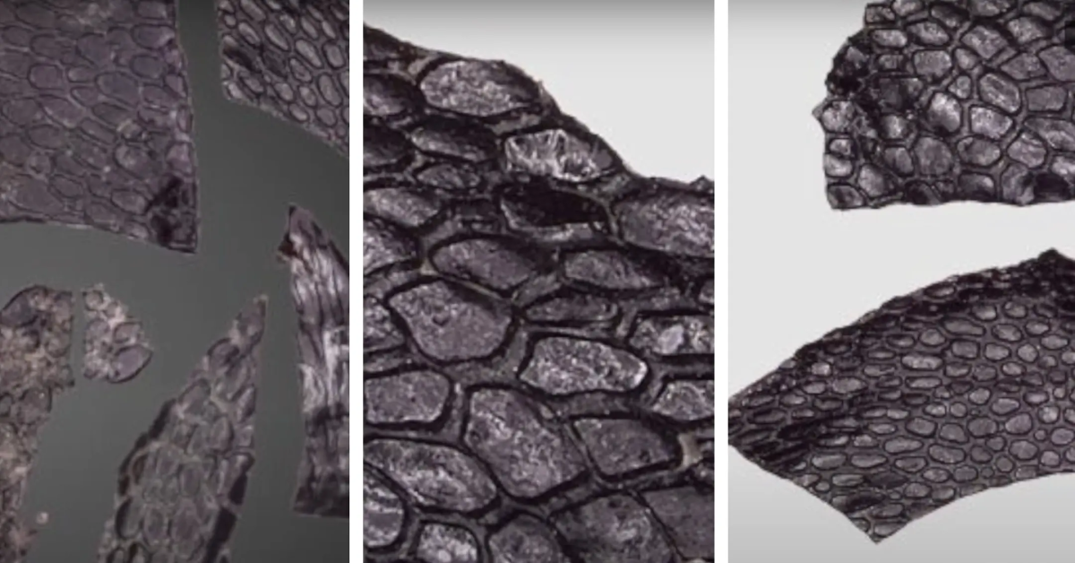 Featured image for "Discovery of 290-Million-Year-Old Reptile Skin Resembles Modern Crocodiles"