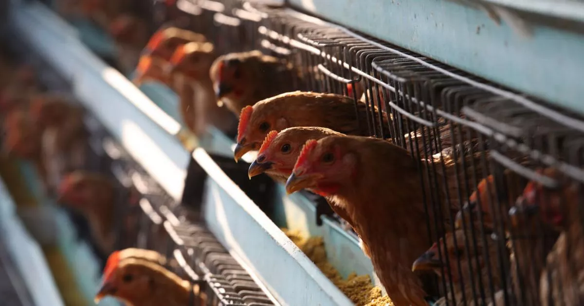 Featured image for "Tragic Loss: 9-Year-Old Dies from Lethal Bird Flu Strain in UK"